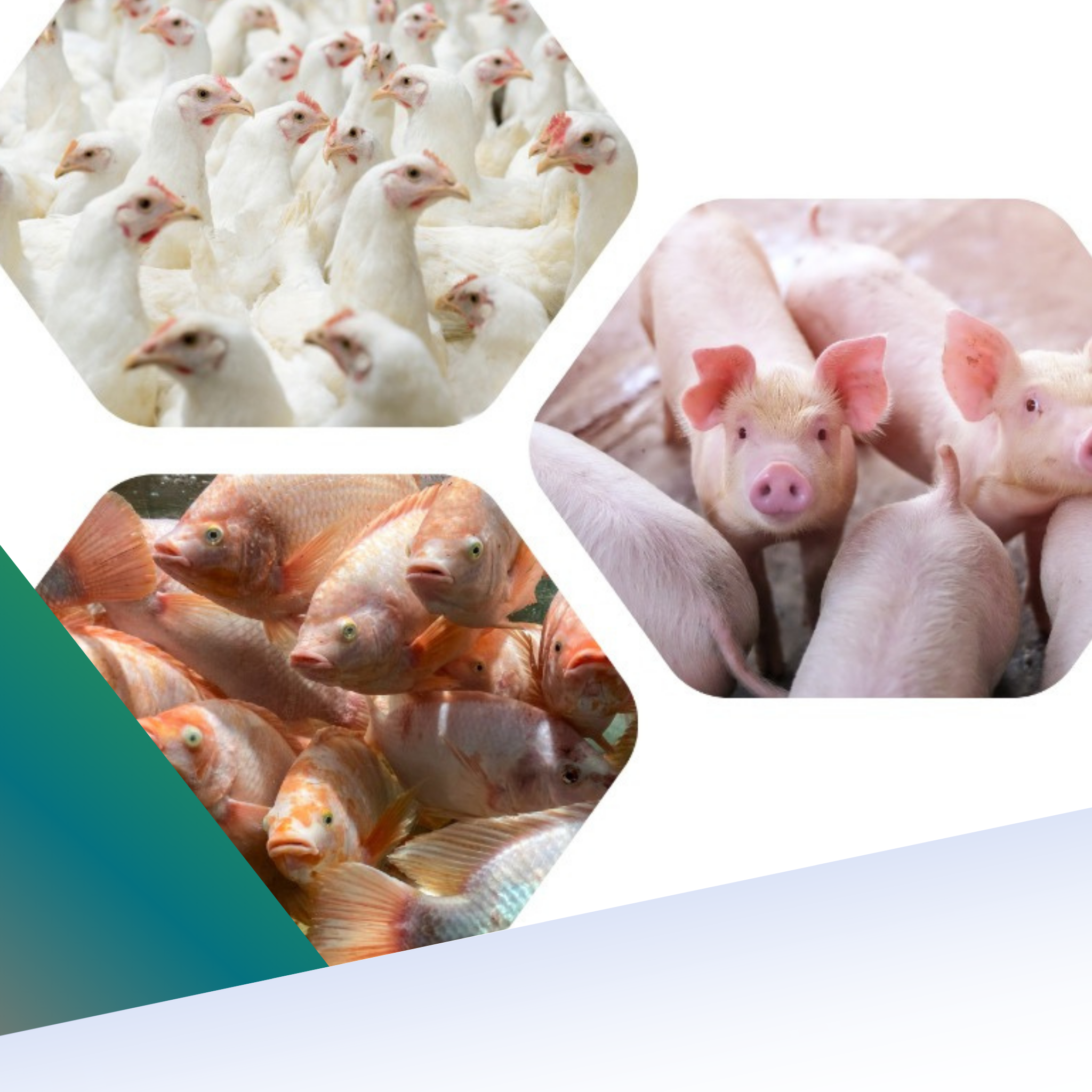 FITOGÉNICOS  PARA PRODUCCIÓN ANIMAL