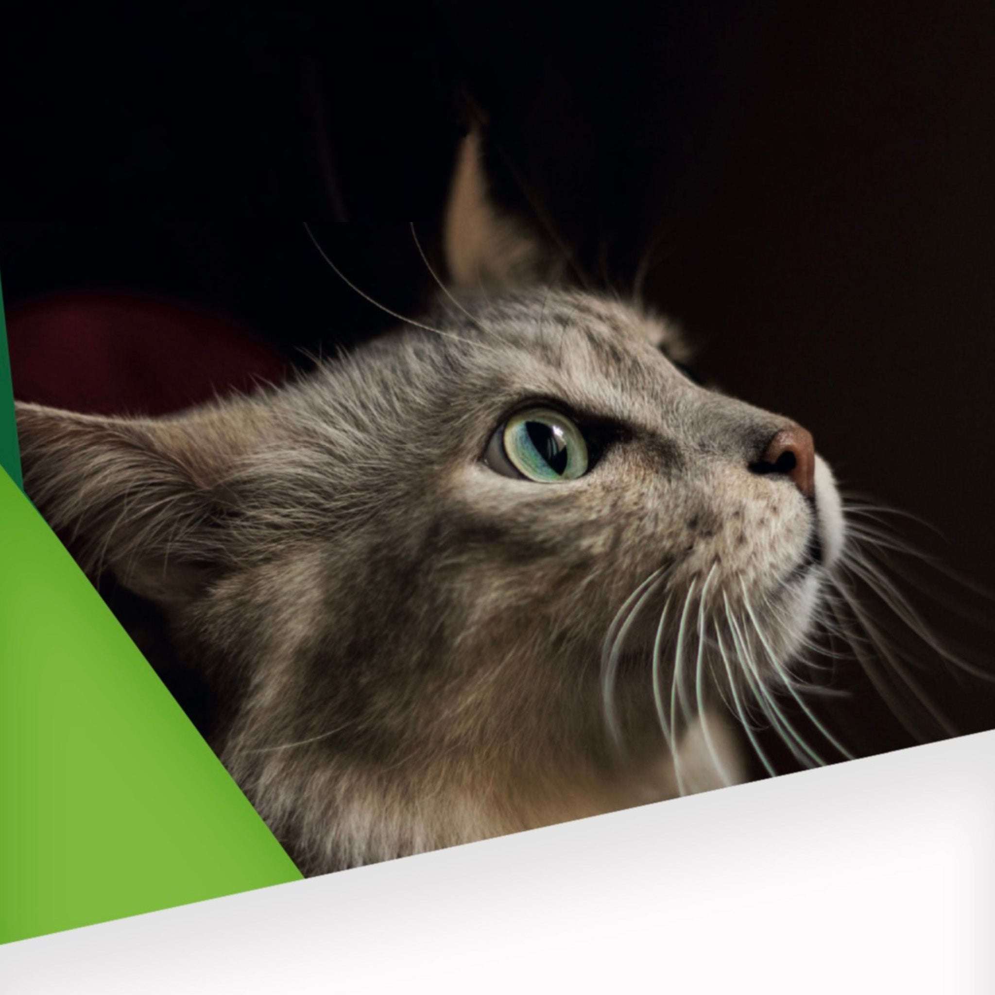 LÍNEA FELINA